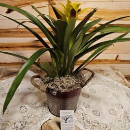 Potted bromeliad plant with a yellow bloom in a metal container