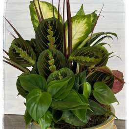 Mixed green houseplant arrangement in a ceramic bowl