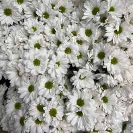 Cluster of white daisies with green centers