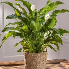 Spathiphyllum "Peace Lily" 10 inch
