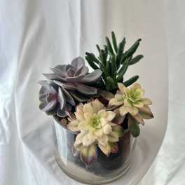 Succulent Twist