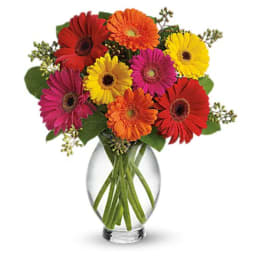 Gerbera Brights