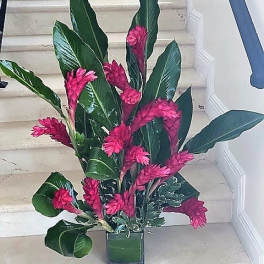 Red Tropical Gingers arranged tall in a square glass vase.