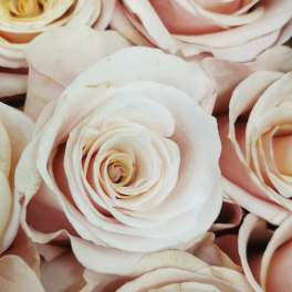 Close-up of pale blush and cream roses