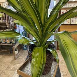 Draceana Marley Plant in Basket