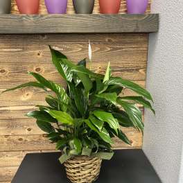 Potted peace lily in a woven basket with a white bloom