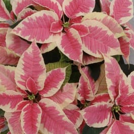 Pink and cream poinsettia plant with variegated bracts