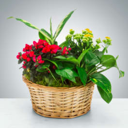 Mixed Plant Basket
