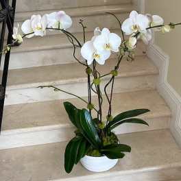 3 Orchids Plants (Select) in White arranged in a ceramic container.