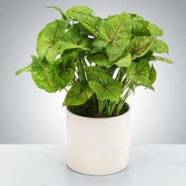 Arrowhead Plant by BloomNation™