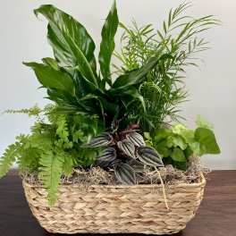 Lush Greens Plant Basket