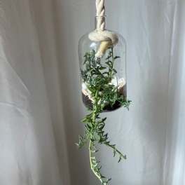 Hanging glass planter with trailing green plant