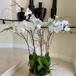 7 Large Orchid Plants (Select) arranged in a ceramic container decorated nicely..