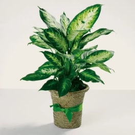Delightful Dieffenbachia
