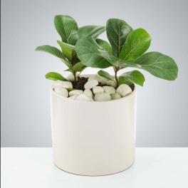 Baby Fig Tree by BloomNation™
