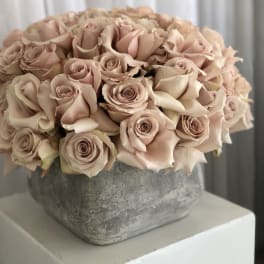 75 nude roses