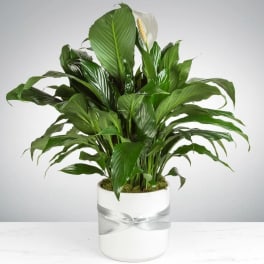 Spathiphyllum Plant by BloomNation™