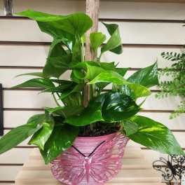 Potted green houseplant in a pink butterfly planter