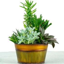 Potted succulent arrangement in a brown ceramic container