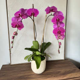 Pink orchids in a white pot on a wooden table