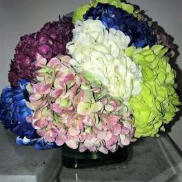 Hydrangeas Multi colors