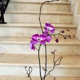1 Orchid Plant (Select) in Purple orchids, arranged in a ceramic or glass container, Single Stem.