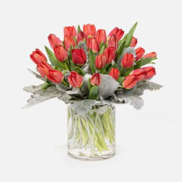 Red tulips arranged in a clear glass vase with silver foliage
