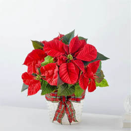 Red poinsettia plant in a white basket with a plaid ribbon