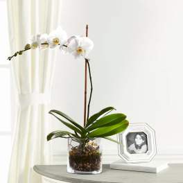 White orchid plant in a clear glass pot on a table