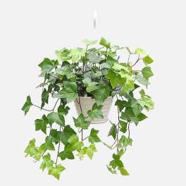 Trailing ivy plant in a white hanging pot