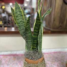 Southwestern Snake Plant
