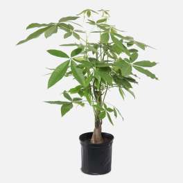 Potted money tree plant with a braided trunk in a black nursery pot