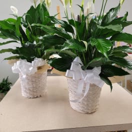 White peace lilies in white wicker baskets with ribbon bows