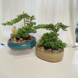 Two small bonsai trees in shallow ceramic pots on a table