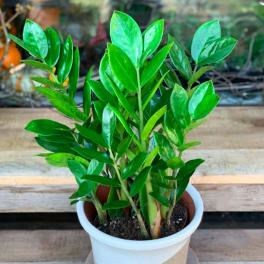 Potted green houseplant in a white and beige container
