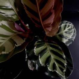Calathea 'Medallion' 6"