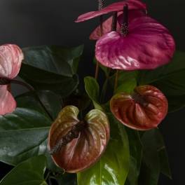 Arrangement of pink and burgundy anthuriums with glossy green leaves