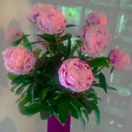 Pink peonies arranged in a purple vase