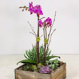 Succulent planter with purple orchids in a wooden box