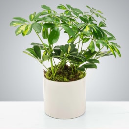Umbrella Plant by BloomNation™
