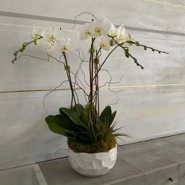 White orchid arrangement in a white ceramic bowl