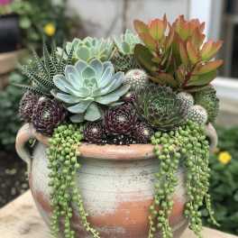 Succulent arrangement in a terracotta pot with trailing string-of-pearls