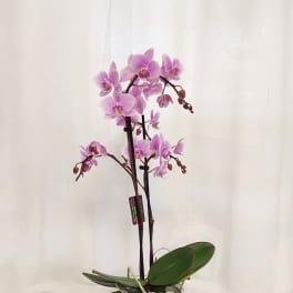Pink orchid plant in a white pot