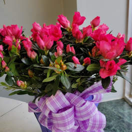 Pink azalea plant in a purple pot with a plaid ribbon