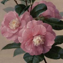 Pink camellia flowers with dark green leaves