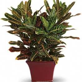 Potted croton plant with multicolored leaves in a red planter