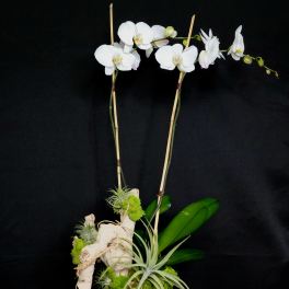 White orchid arrangement in a glass vase with moss and air plants