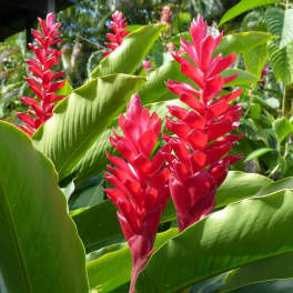 Tropical plant with tall red flower spikes among large green leaves outdoors