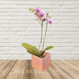 Pink orchid plant in a peach square pot