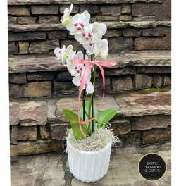 Potted white phalaenopsis orchid with pink centers in a white pot with pink ribbon bow